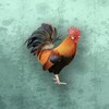 文传易和 